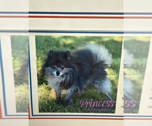 Mother of the Pomeranian puppies born on 04/05/2026