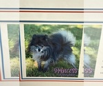 Small Photo #1 Pomeranian Puppy For Sale in PHOENIX, AZ, USA