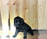 Small Photo #13 Labradoodle Puppy For Sale in ROBERTA, GA, USA
