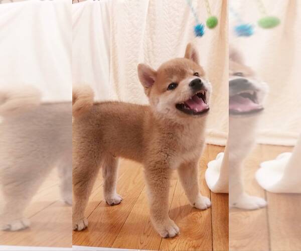 Medium Photo #2 Shiba Inu Puppy For Sale in TEMPLE CITY, CA, USA