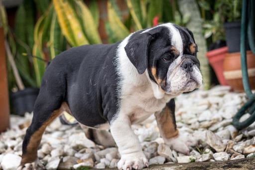Medium Photo #2 Bulldog Puppy For Sale in CUTLER BAY, FL, USA