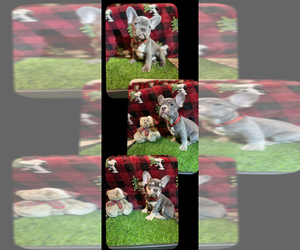 French Bulldog Puppy for sale in MIRAMAR, FL, USA