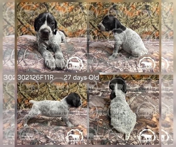 Medium Photo #4 German Shorthaired Pointer Puppy For Sale in MOYIE SPRINGS, ID, USA