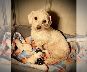Mother of the Cavachon puppies born on 02/07/2023