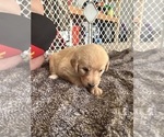 Small Photo #39 Labradoodle Puppy For Sale in KIRKSVILLE, MO, USA