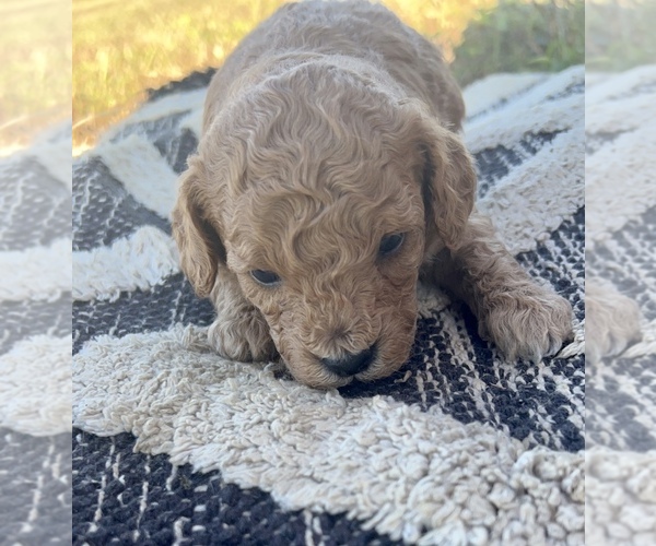 Medium Photo #1 Cavapoo Puppy For Sale in BIGGERS, AR, USA