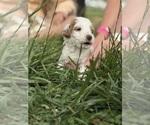 Small Photo #40 Goldendoodle (Miniature) Puppy For Sale in FREDERICA, DE, USA