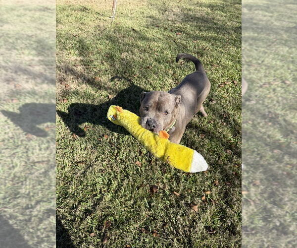 Medium Photo #8 Mutt Puppy For Sale in San Leon, TX, USA
