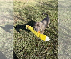Maggie - Female Mutt Dog for Adoption - Photo #8