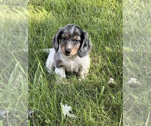 Dachshund Puppy for sale in NILES, MI, USA