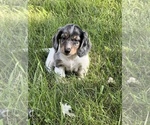 Image preview for Ad Listing. Nickname: AKC Silver Fox