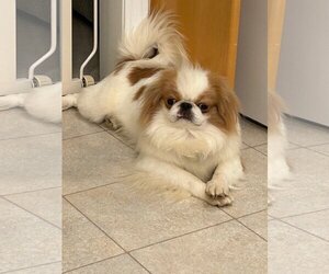 Japanese Chin Dogs for adoption in Lee's Summit, MO, USA