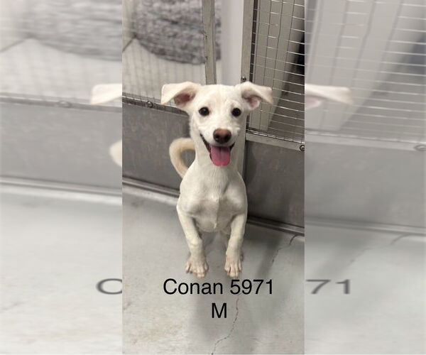 Medium Photo #1 Mutt Puppy For Sale in Studio City, CA, USA