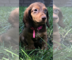 Small Photo #7 Dachshund Puppy For Sale in NASHVILLE, TN, USA