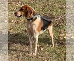 Small Photo #11 English Foxhound-Unknown Mix Puppy For Sale in Rustburg, VA, USA