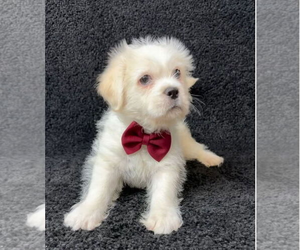 Medium Photo #1 Mutt Puppy For Sale in Grafton, WI, USA