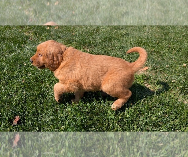 Medium Photo #91 Golden Retriever Puppy For Sale in GOSHEN, IN, USA