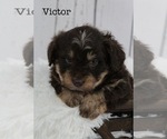 Puppy Victor Bernedoodle