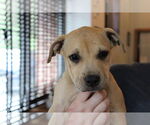 Small #8 Mutt