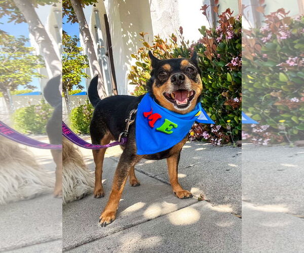 Medium Photo #11 Chipin Puppy For Sale in Newport Beach, CA, USA