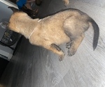 Small Photo #12 Belgian Malinois Puppy For Sale in SQUAW VALLEY, CA, USA