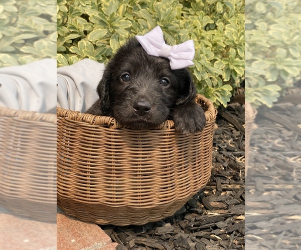 Medium Photo #2 Labradoodle Puppy For Sale in CAMERON PARK, CA, USA