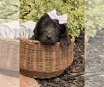 Small Photo #2 Labradoodle Puppy For Sale in CAMERON PARK, CA, USA