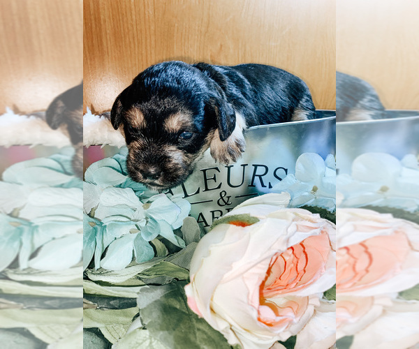 Medium Photo #4 Schnoodle (Miniature) Puppy For Sale in AURORA, CO, USA