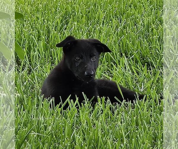 Medium Photo #3 German Shepherd Dog Puppy For Sale in NAVASOTA, TX, USA