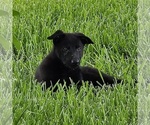 Small #2 German Shepherd Dog