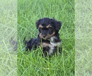 YorkiePoo Puppy for sale in BROOKPARK, OH, USA