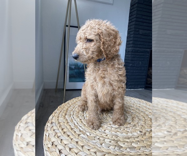 Medium Photo #8 Goldendoodle-Poodle (Standard) Mix Puppy For Sale in LOS ANGELES, CA, USA