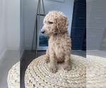 Small Photo #8 Goldendoodle-Poodle (Standard) Mix Puppy For Sale in LOS ANGELES, CA, USA
