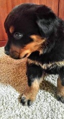 Rottweiler Puppy for sale in AKRON, OH, USA