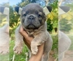 Small French Bulldog