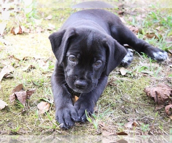Medium Photo #4 Cane Corso Puppy For Sale in ABERDEEN, MS, USA