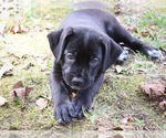 Small Photo #4 Cane Corso Puppy For Sale in ABERDEEN, MS, USA