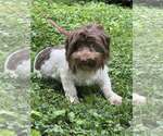 Small #6 Havanese