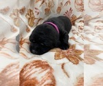Small Photo #9 Labrador Retriever Puppy For Sale in KERNERSVILLE, NC, USA