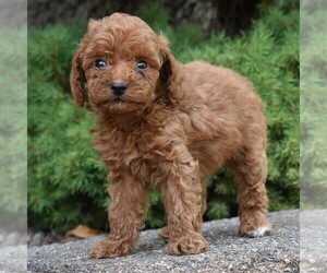 Poodle (Miniature) Puppy for sale in MILLERSTOWN, PA, USA