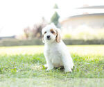 Small Photo #6 Cockapoo Puppy For Sale in WARSAW, IN, USA