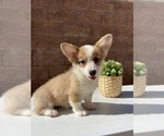 Small Photo #1 Pembroke Welsh Corgi Puppy For Sale in CHINO HILLS, CA, USA