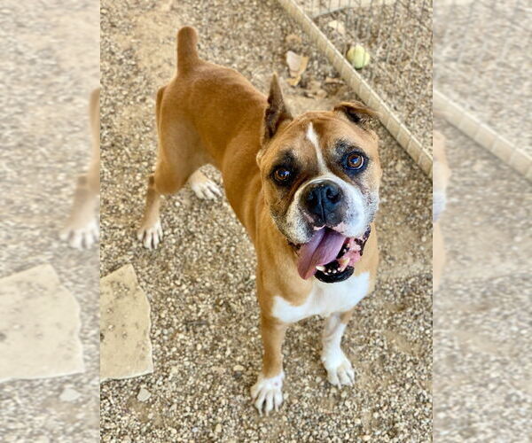 Medium Photo #2 Boxer Puppy For Sale in Austin, TX, USA