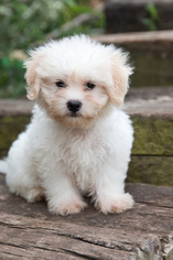 Zuchon Puppy for sale in PLYMOUTH, OH, USA