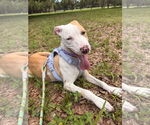 Small #7 Catahoula Leopard Dog Mix