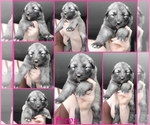 Puppy Sold German Shepherd Dog