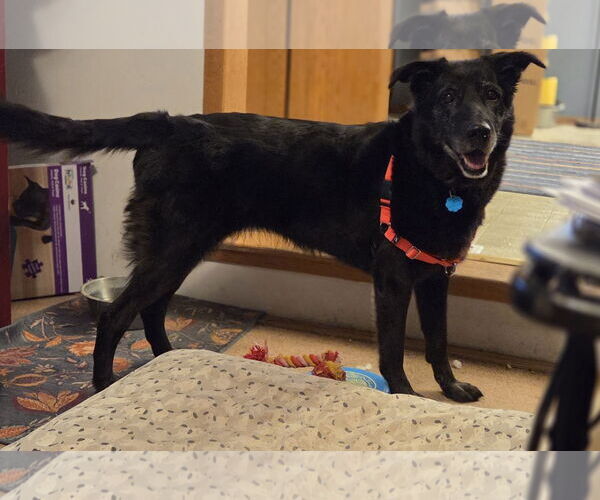 Medium Photo #20 Shepradors Puppy For Sale in Princeton, MN, USA