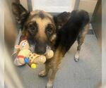 Small German Shepherd Dog