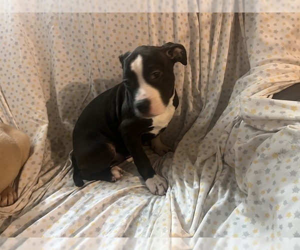 Medium Photo #8 American Pit Bull Terrier Puppy For Sale in BUFFALO, NY, USA