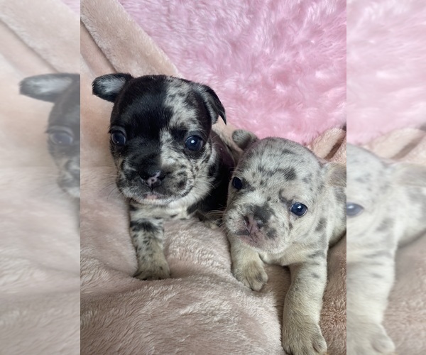 Medium Photo #6 French Bulldog Puppy For Sale in MAPLE GROVE, MN, USA